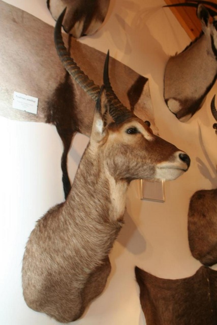 Súkromné múzeum afrického-maďarského poľovníctva